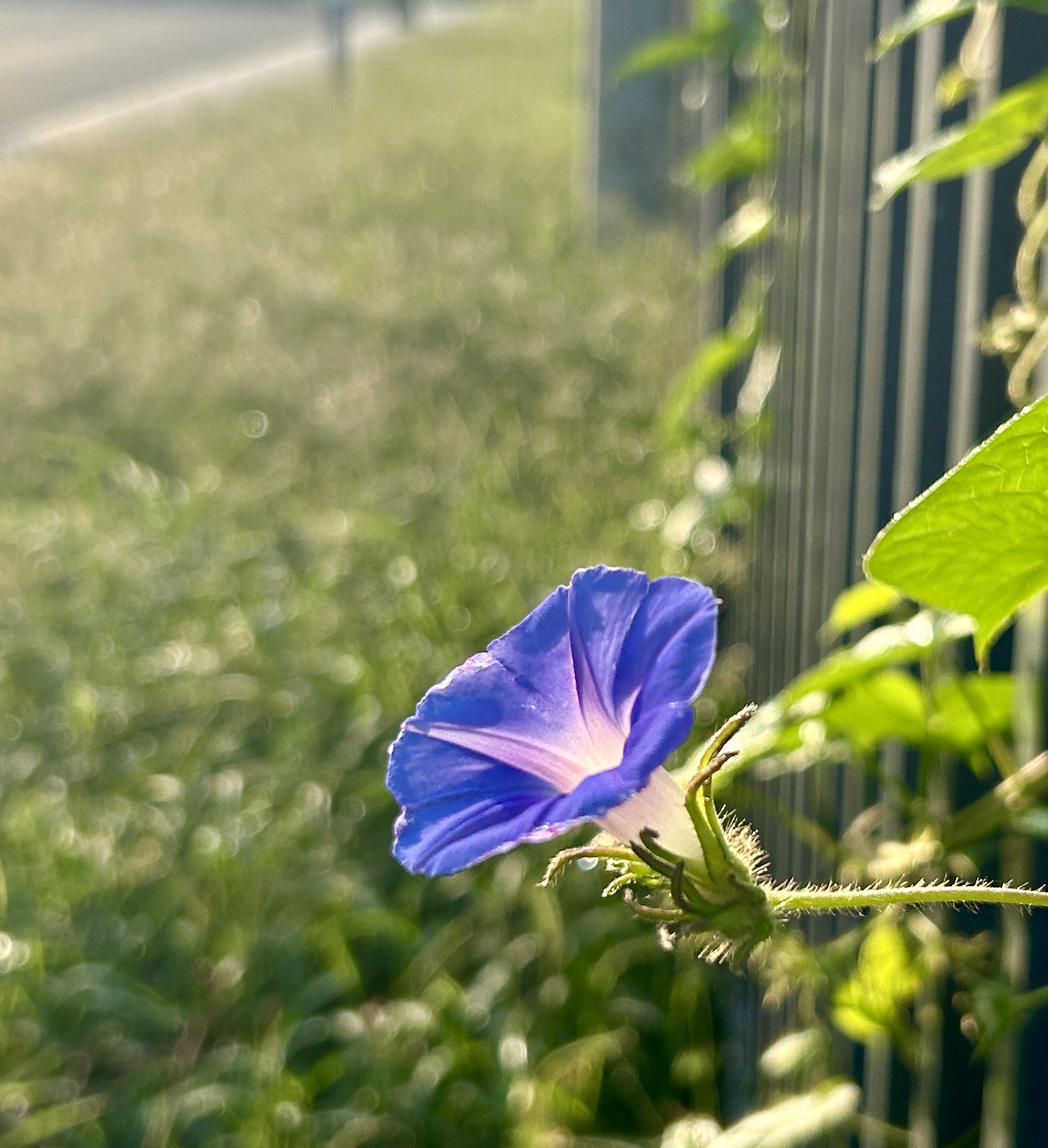 咏菊