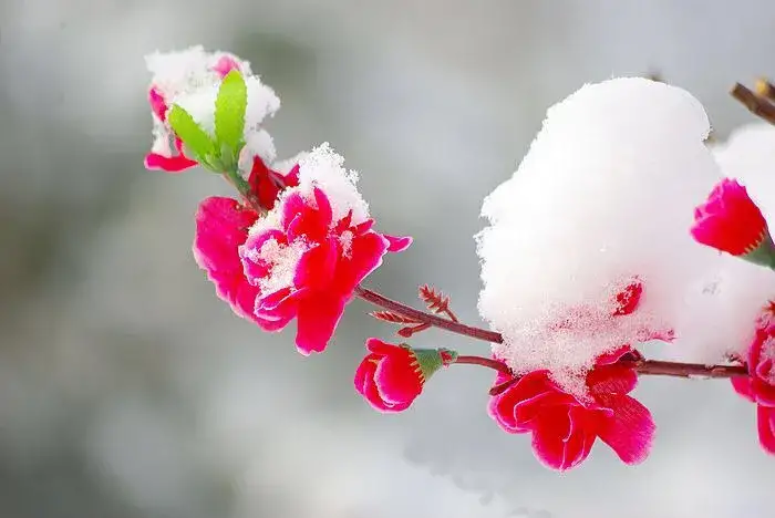 新春佳节格律诗词赏析——诗友合集